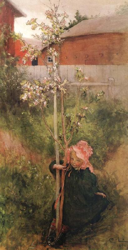 Carl Larsson Apple Blossoms oil painting picture